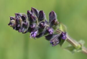 Salvia verbenaca.