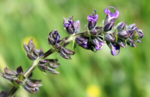 Salvia verbenaca.