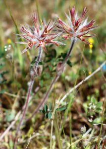 Trifolium stellatum.