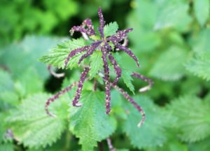 Urtica dioica.