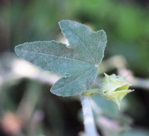 Lavatera bryonifolia.