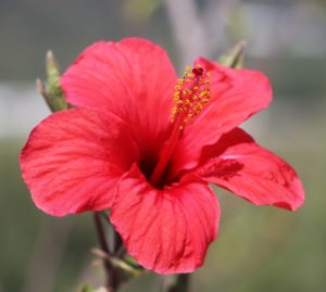 Hibiscus rosa-sinensis.