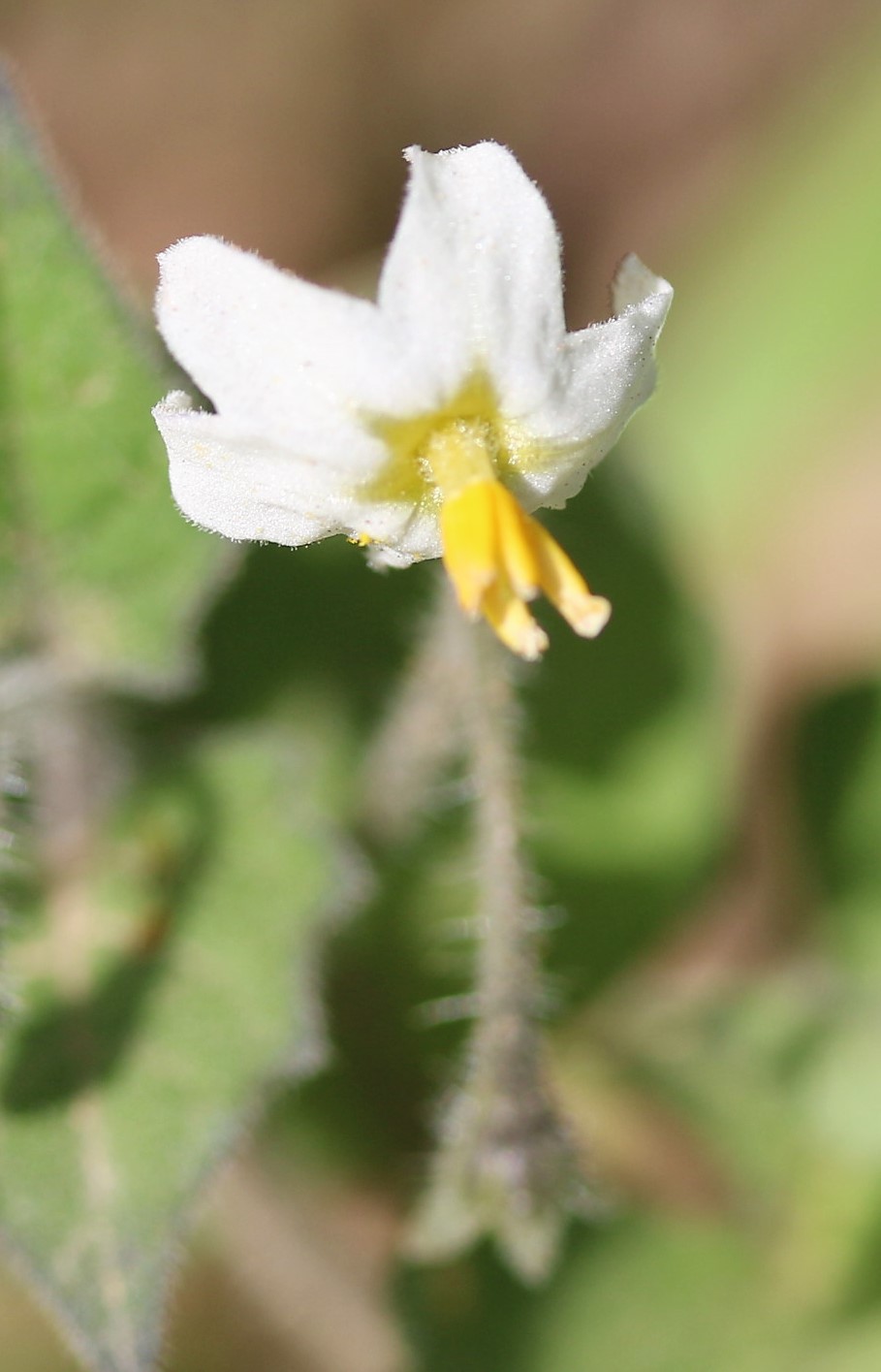 Solanum nigrum.