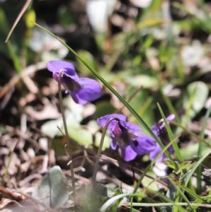 Viola cretica.