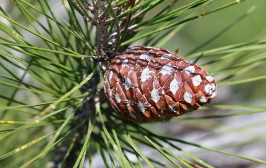 Pinus brutia.