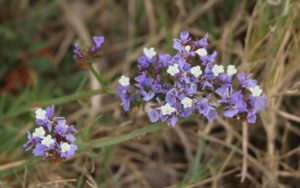 Limonium sinnuatum.