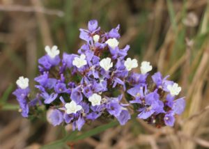 Limonium sinnuatum.