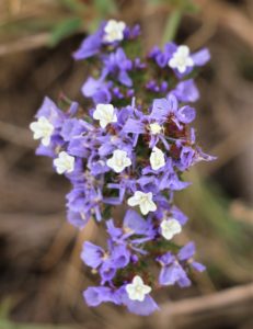 Limonium sinnuatum.