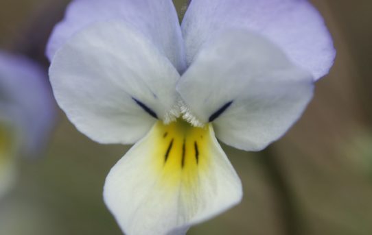 Viola tricolor ssp. macedonia.