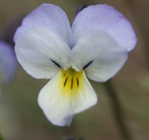 Viola tricolor ssp. macedonia.