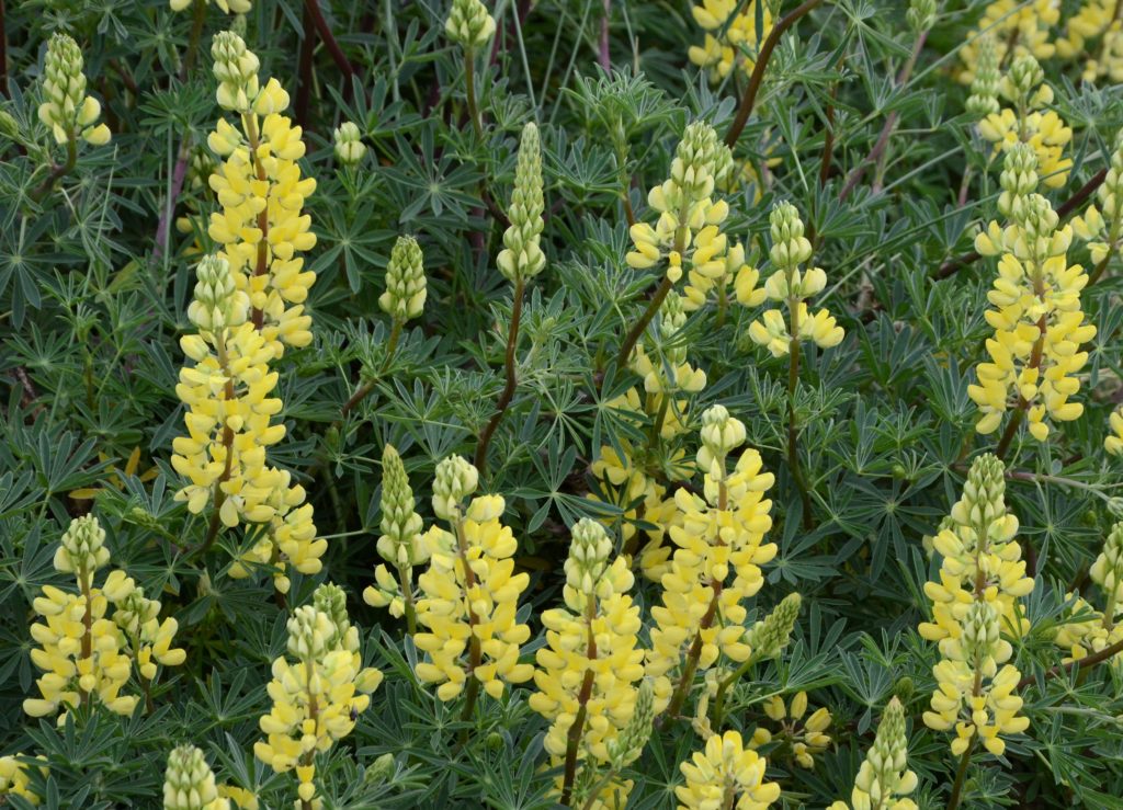 Lupinus arboreus. Tree Lupin. Flora, Fabaceae (Peas)