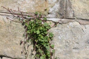 Cymbalaria muralis. Ivy-leaved Toadflax