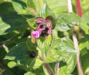 Silene dioica. Red Campion