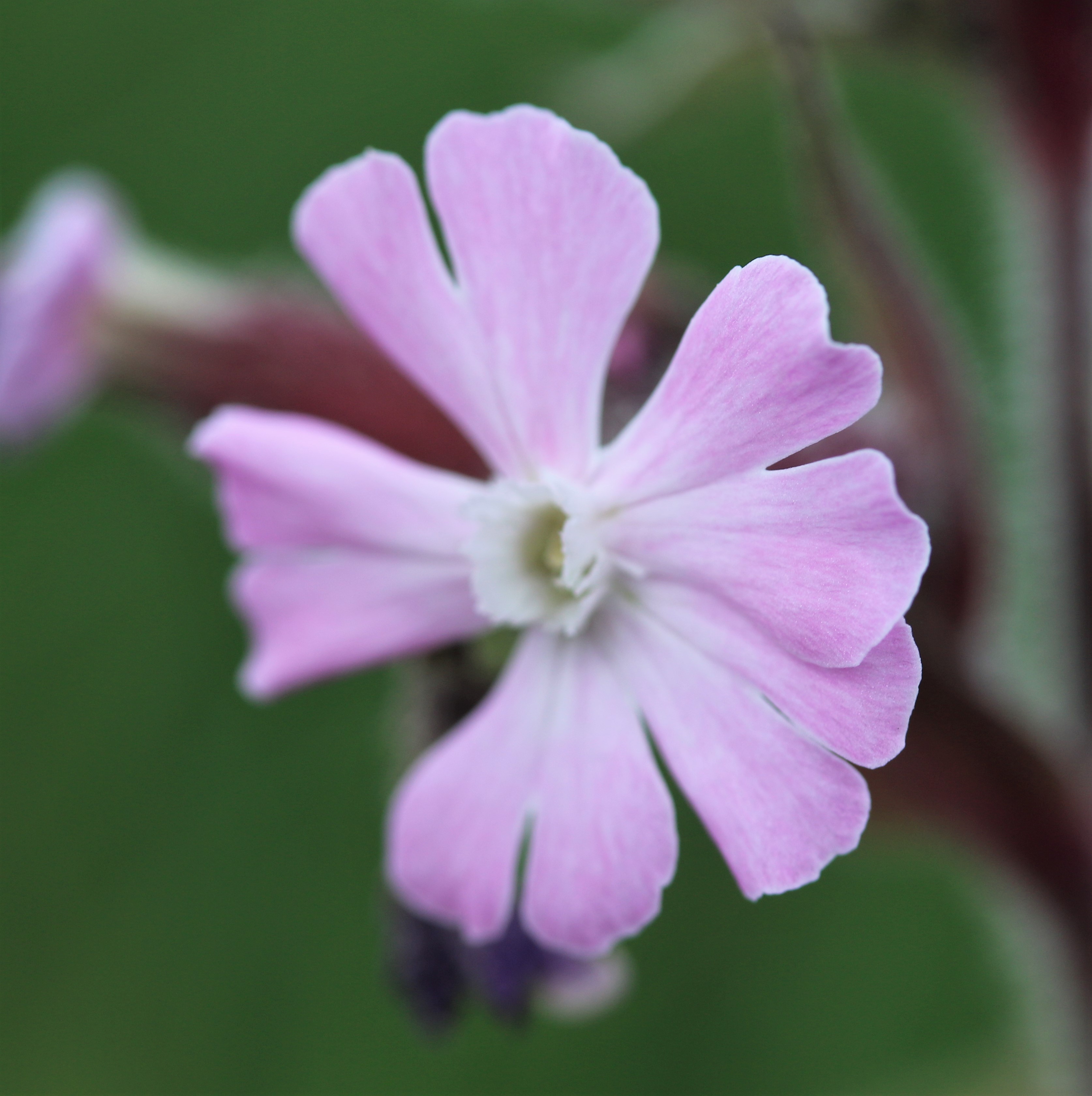 Silene dioica. Red Campion