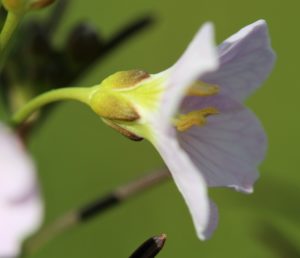 Cardamine pratensis. Cuckoo flower.