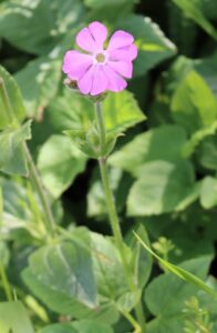 Silene dioica. Red Campion.