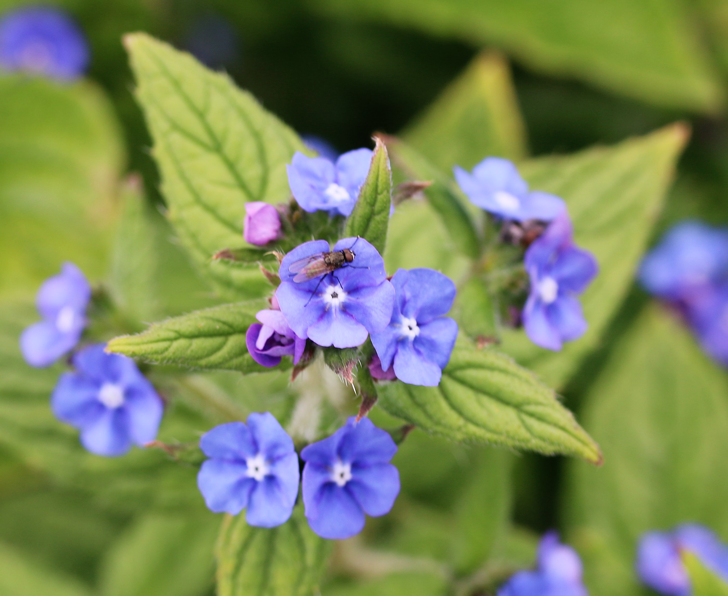 Myosotis arvensis. Field Forgetmenot