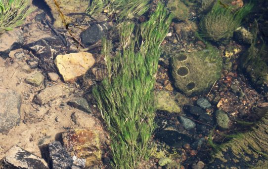 Ranunculus aquatilis. Common Water Crowfoot.