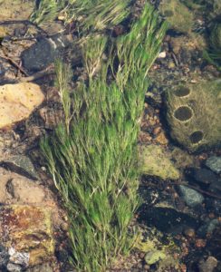Ranunculus aquatilis. Common Water Crowfoot.