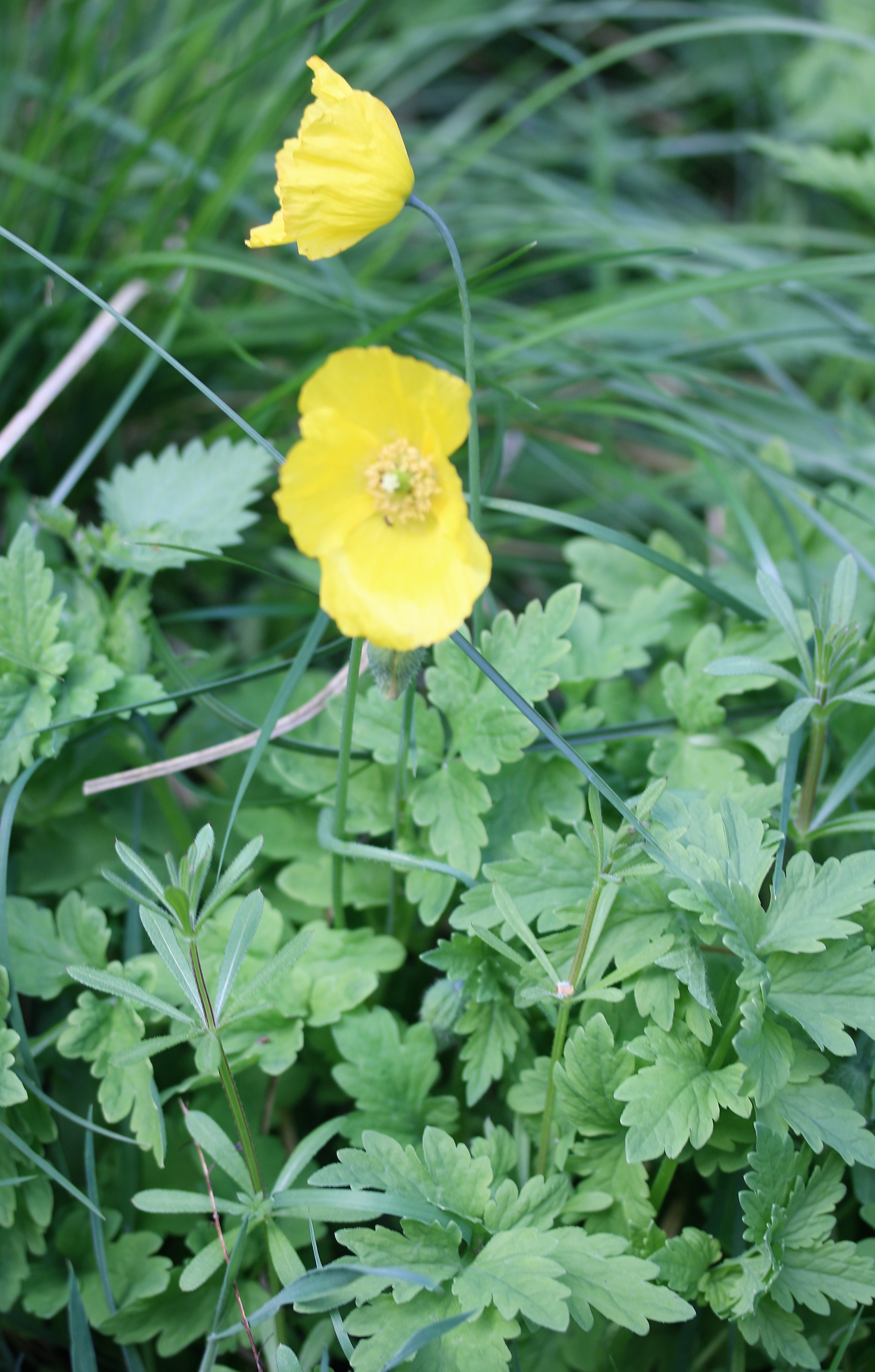 Meconopsis cambrica. Welsh Poppy.
