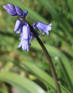 Hyacinthoides hispanica. Spanish Bluebell.