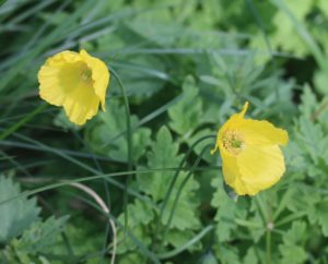 Meconopsis cambrica. Welsh Poppy.
