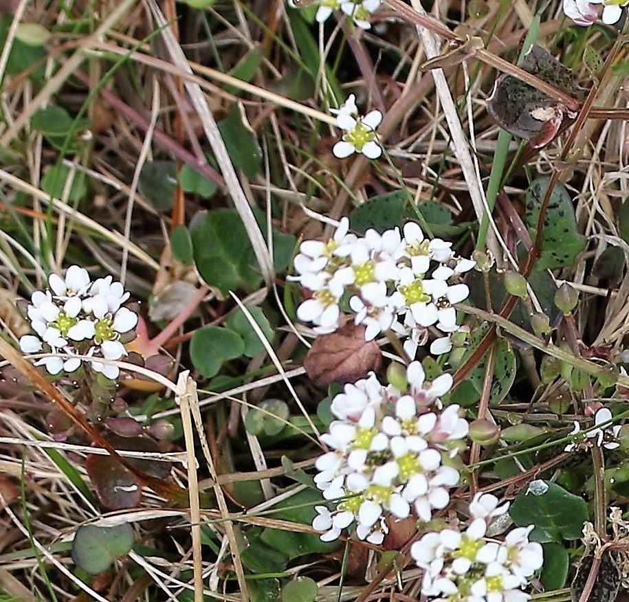 Cochlearia officinalis. Common Scurvygrass.