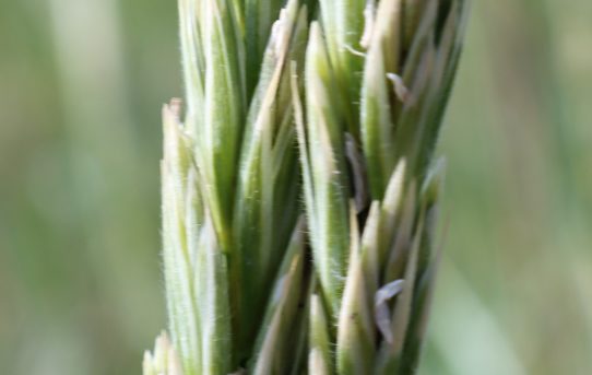 Leymus arenarius. Lyme Grass.
