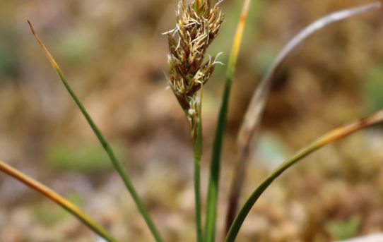 Carex leporina.