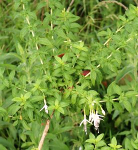 Fuchsia magellanica var Alba.