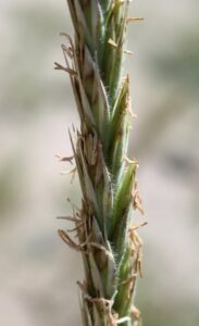 Leymus arenarius. Lyme Grass.