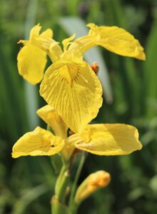 Iris pseudacorus.