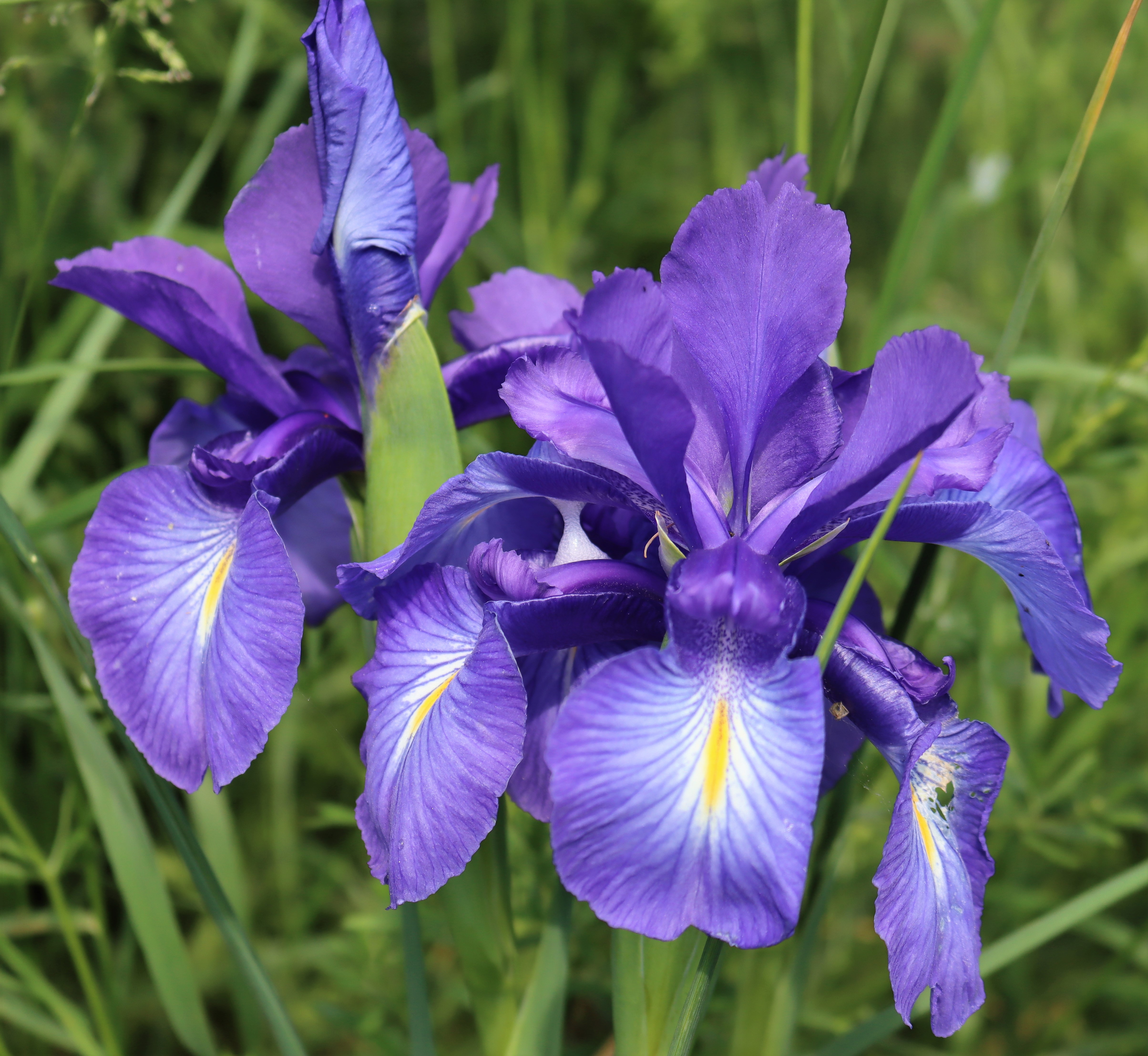 Iris versicolor. Purple Iris.