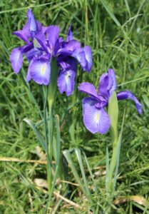 Iris versicolor. Purple Iris.