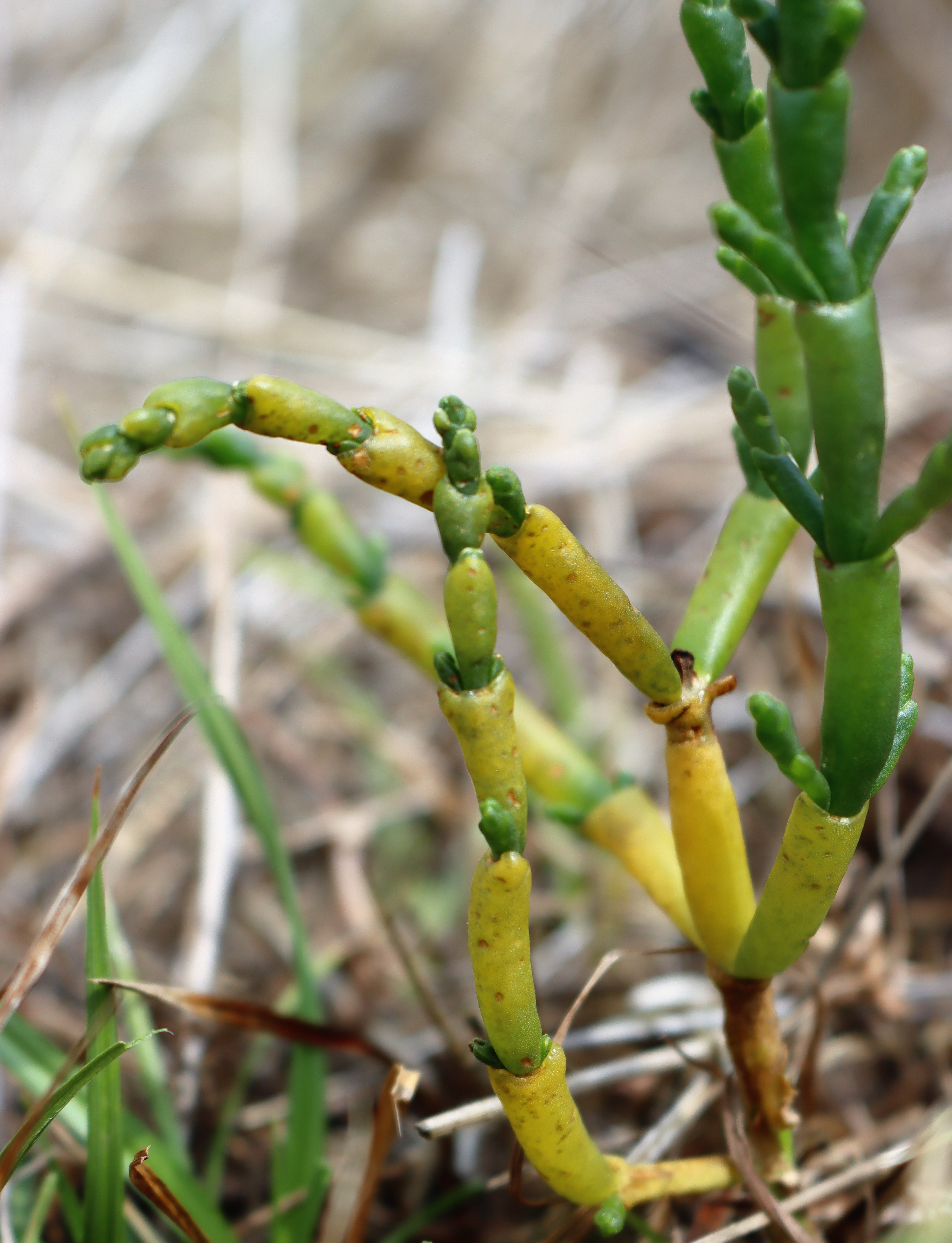 Salicornia europaea.