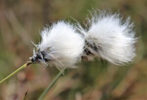 Eriophorum angustifolium. Common Cotton-grass.