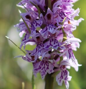 Dactylorhiza fuschiza. Common Spotted Orchid.