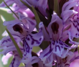 Dactylorhiza fuschiza. Common Spotted Orchid.