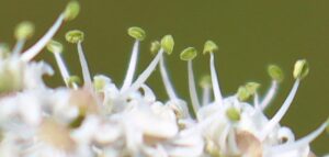 Heracleum sphondylium. Hogweed.