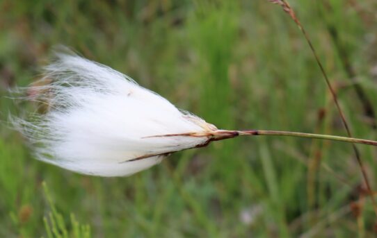 Common Cotton Grass.