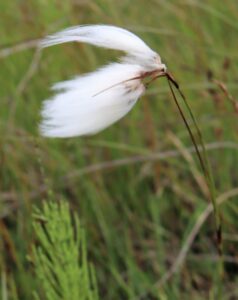 Common Cotton Grass.