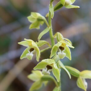 Epipactis sancta.