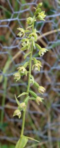 Epipactis sancta.