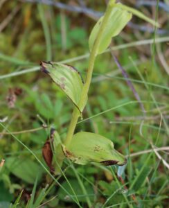 Epipactis sancta.