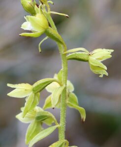 Epipactis sancta.