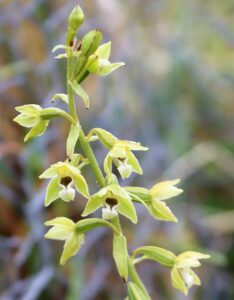 Epipactis sancta.