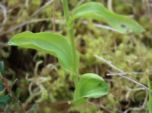 Epipactis sancta.