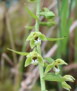 Epipactis sancta.