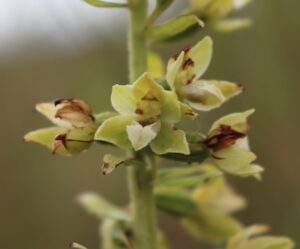 Epipactis sancta.