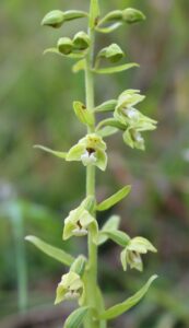 Epipactis sancta.